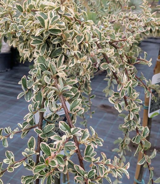 Cotoneaster x suecicus 'Juliette'